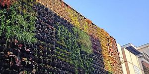 Parete con piante verdi