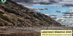 Locandina di Gli uccelli acquatici svernanti