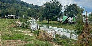 Alberi diverti a Baia Flaminia