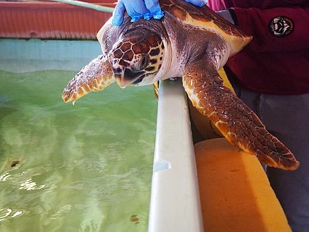 Tartaruga vicino alla vasca