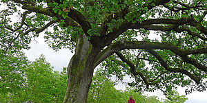 Quercia con sotto uomo