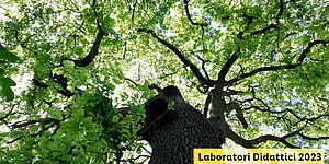 Locandina Arbotrekking: gli alberi, un mondo da scoprire!