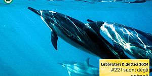 immagine di delfini che nuotano