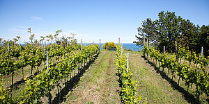 tenuta Carlini_vigneto