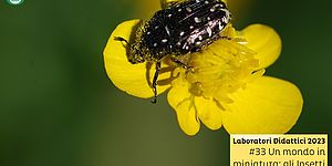 Laboratori Didattici 2023 #33 Un mondo in miniatura: gli Insetti