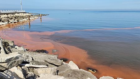 Torna la Noctiluca Scintillans e il mare si colora di rosso