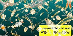 Laboratori Didattici 2022 #18 Il Plancton