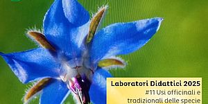 Locandina di "Usi officinali e tradizionali delle specie erbacee ed arboree del territorio2