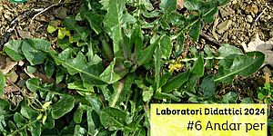 Laboratori Didattici 2024 #6 Andar per erbe