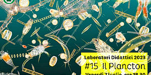 foto di plancton ingrandita al microscopio