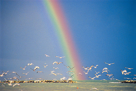 arcobaleno sul mare con gabbiani