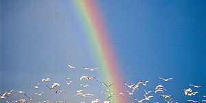 Arcobaleno al mare con gabbiani