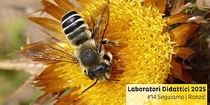 Laboratorio Seguiamo i ronzii