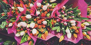 mazzi di tulipani
