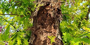 Albero con tronco marcio