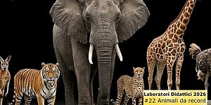 Locandina Animali da record