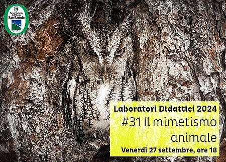 foto di una grotta con gufo mimetizzato