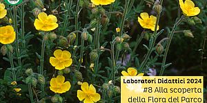 Laboratorio alla scoperta della Flora del Parco San Bartolo
