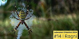 Grosso ragno bero e giallo che tesse la tela