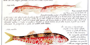 Le stagioni della triglia_cartolina