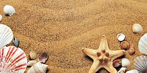 Spiaggia con conchiglie e stella marina