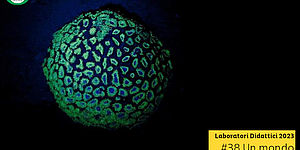 Immagine Laboratori Didattici 2023 #38 Un mondo fluorescente