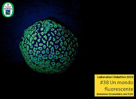 Immagine Laboratori Didattici 2023 #38 Un mondo fluorescente