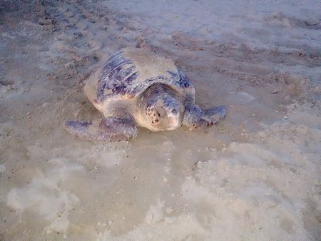 Tartaruga Caretta Caretta