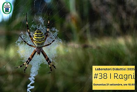 Locandina de I ragni