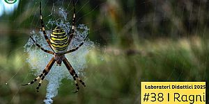 Locandina de I ragni