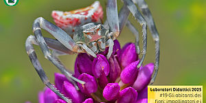 Immagine di Gli abitanti dei fiori: impollinatori e i loro predatori