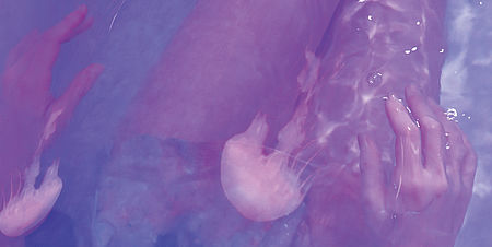 Immagine di una medusa