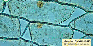 Laboratori didattici 2023 #27 Laboratori curiosi per giovani scienziati: Biologia!