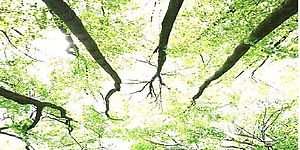 Immagine di una foresta