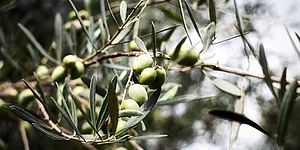 Pianta di Ulivo
