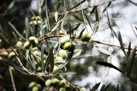Pianta di Ulivo