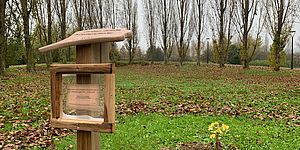 piantina di ginkgo biloba con targhetta