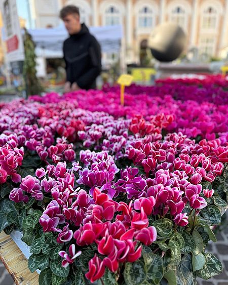 Il weekend è con la “Mostra mercato dei fiori e delle piante ornamentali”; Biancani e Galeazzi: «Piazza del Popolo è pronta ad accogliere una tra le sue manifestazioni più amate e storiche della città» fiori