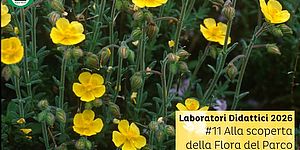 Locandina di Alla scoperta della Flora del Parco San Bartolo