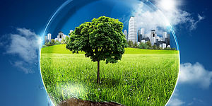 immagine prato con albero