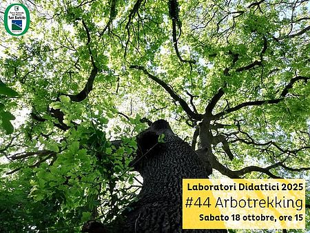 Locandina di  Arbotrekking - Gli alberi, un mondo da scoprire!
