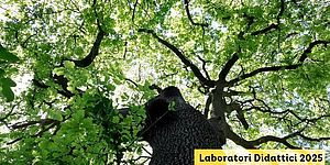 Locandina di  Arbotrekking - Gli alberi, un mondo da scoprire!