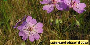 Laboratori Didattici 2023 #7 La flora del Parco