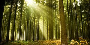 Ricci e Nobili: «Più verde nei quartieri, avanti con i nuovi boschi in città»