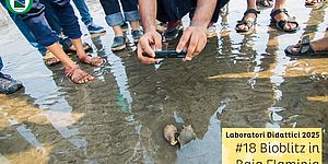 locandina di Bioblitz in Baia Flaminia 