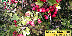 Laboratori Didattici 2023 #35 Tra semi e bacche