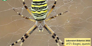 I ragni, questi sconosciuti