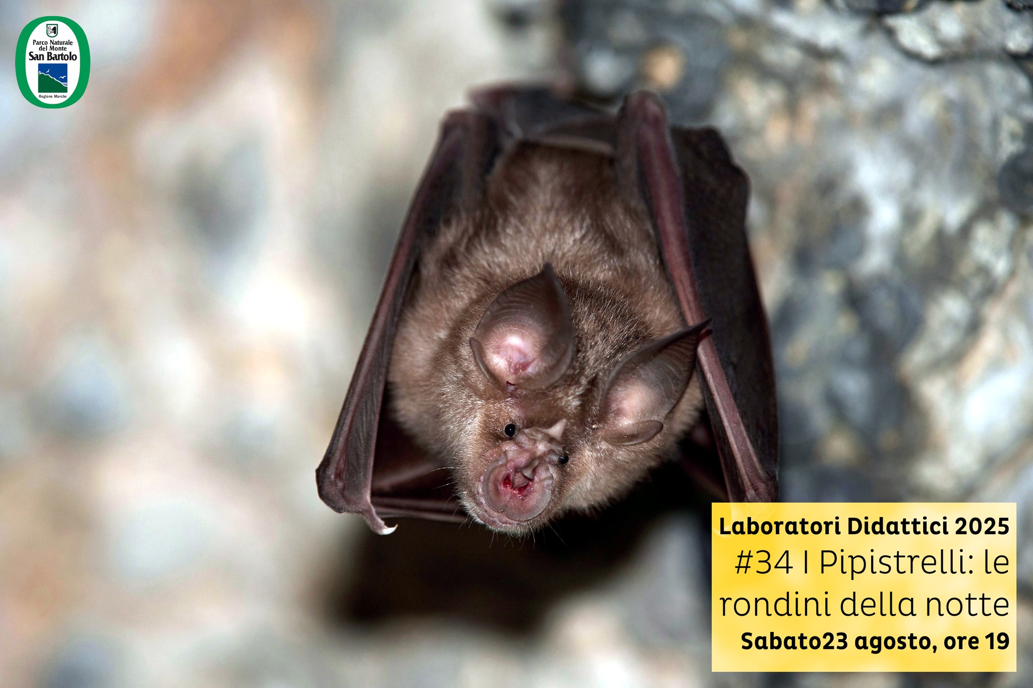 locandina di I pipistrelli, le rondini della notte
