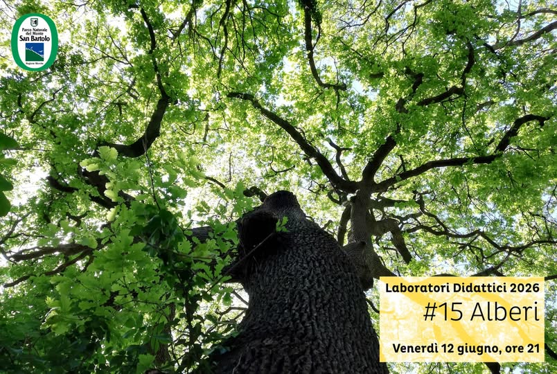 Locandina di Alberi