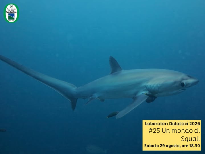 locandina di un mondo di squali